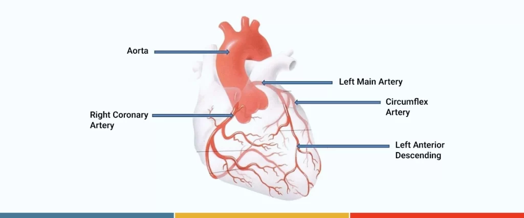 Artery