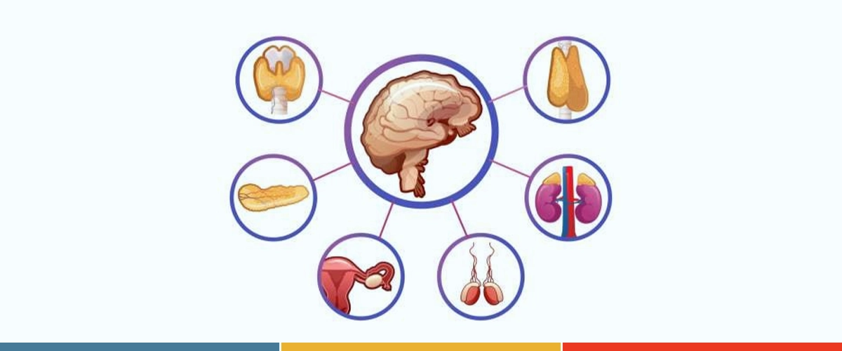 Endocrine System